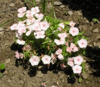 /album/phlox/flox-skalkovy1-jpg/